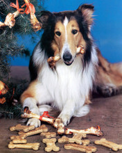 LASSIE AMAZING PRINTS AND POSTERS 249039