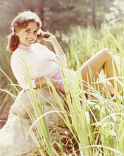 DAWN WELLS IN SHORTS GILLIGAN'S ISLAND COL PRINTS AND POSTERS 248640