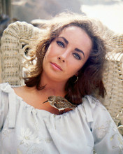 ELIZABETH TAYLOR BEAUTIFUL LATE 60'S PRINTS AND POSTERS 248342