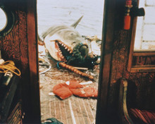 JAWS SHARK ROBERT SHAW PRINTS AND POSTERS 243692