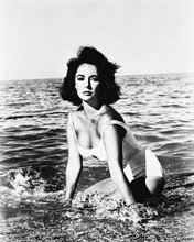 SUDDENLY LAST SUMMER ELIZABETH TAYLOR PRINTS AND POSTERS 19883