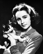 ELIZABETH TAYLOR POSING WITH CAT EARLY PORTRAIT PRINTS AND POSTERS 195569