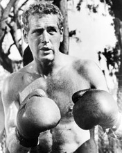 PAUL NEWMAN COOL HAND LUKE BARECHESTED BOXING GLOVES PRINTS AND POSTERS 194443