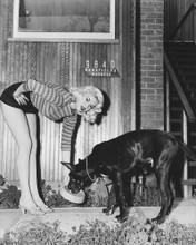 JAYNE MANSFIELD LEGGY POSE WITH PIG PRINTS AND POSTERS 179817