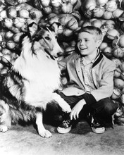LASSIE TOMMY RETTIG PRINTS AND POSTERS 179702