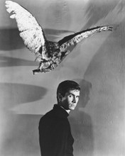 PSYCHO HITCHCOCK ANTHONY PERKINS BY STUFFED BIRD PRINTS AND POSTERS 176586