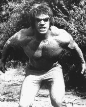 THE INCREDIBLE HULK LOU FERRIGNO GROWLING PRINTS AND POSTERS 171433