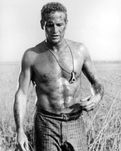 PAUL NEWMAN COOL HAND LUKE BARECHESTED HUNKY PRINTS AND POSTERS 165239