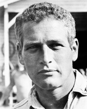 PAUL NEWMAN PRINTS AND POSTERS 163446