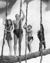 TARZAN FINDS A SON! WEISSMULLER & CAST ALL ON VINES PRINTS AND POSTERS 11813
