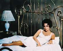 ELIZABETH TAYLOR CAT ON A HOT TIN ROOF CLR PRINTS AND POSTERS 231162