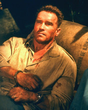 ARNOLD SCHWARZENEGGER PRINTS AND POSTERS 250864