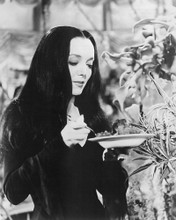 THE ADDAMS FAMILY CAROLYN JONES PRINTS AND POSTERS 191354