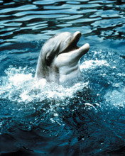 FLIPPER PRINTS AND POSTERS 289888