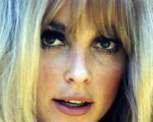 SHARON TATE ABSOLUTELY STUNNING FACIAL PORTRAIT BEAUTIFUL IMAGE PRINTS AND POSTERS 291201