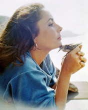 ELIZABETH TAYLOR HOLDING SNDPIPER BIRD IN PROFILE STUNNING IMAGE PRINTS AND POSTERS 291270