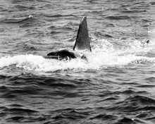 JAWS SHARK FIN IN WATER SCENE PRINTS AND POSTERS 199556