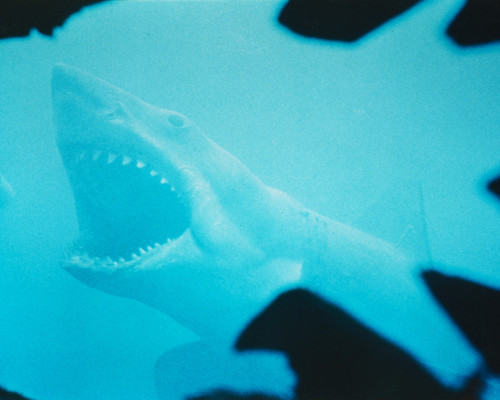 Picture of Jaws