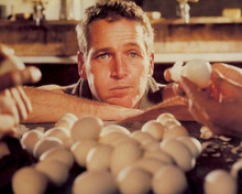 Picture of Paul Newman in Cool Hand Luke