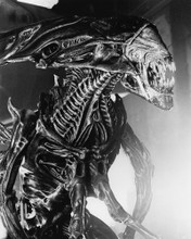Picture of Alien