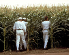 Picture of Field of Dreams