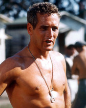 Picture of Paul Newman in Cool Hand Luke