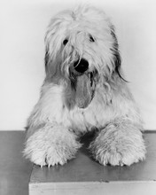 THE SHAGGY DOG PRINTS AND POSTERS 106079