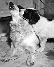 COCKER SPANIEL PUP WITH HER MOTHE PRINTS AND POSTERS 106104