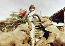 Hatari 1962 movie Elsa Martinelli feeds baby elephants 5x7 inch press photo