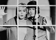 I Saw What You Did 1965 Sara Lane Andi Garrett look through window 5x7 photo