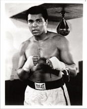 Muhammad Ali legendary boxing pose ready for action 8x12 inch photo