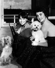 Leslie Caron Elizabeth Taylor 1950's pose with their dogs 12x18  Poster