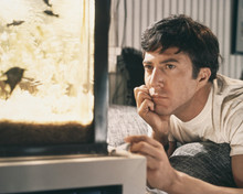 The Graduate Dustin Hoffman gazes into fish tank 12x18  Poster