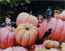 Harry Potter 8x10 photo Daniel Radcliffe Emma Watson Rupert Grint giant veggies