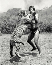 Tarzan TV series remarkable shot of Ron Ely in fight scene with tiger 8x10 photo