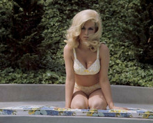 Stella Stevens busty 8x10 inch photo in yellow bikini sat beside pool mid 1960's