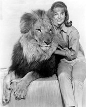 Daktari TV series Cheryl Miller as Paula Tracy with Clarence the Lion 8x10 photo