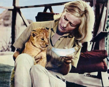 Born Free Virginia McKenna feeds baby lion cub 8x10 inch photo