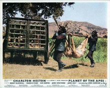 Planet of the Apes 1968 two gorillas carry Charlton Heston tied up 8x10 photo