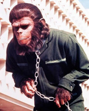 Conquest of the Planet of the Apes Roddy McDowall Caesar chain around neck 8x10
