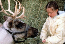Prancer 1989 Rebecca Harrell feeds grass to Prancer the reindeer 12x18 Poster