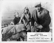 Whistle Down The Wind Hayley Mills holds calf Norman Bird Diane Holgate 8x10