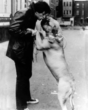 Sylvester Stallone circa 1970's with his dog 8x10 inch photo