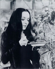 Carolyn Jones as Morticia feeding her plant Cleopatra The Addams Family 8x10