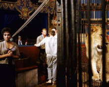 Trapeze 1956 star gina Lollobrigida between takes beside lion in cage 8x10 photo