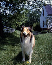 Lassie the movie's favorite dog rough collie in back yard 8x10 inch photo