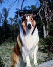 Lassie famous rough collie movie star dog poses in woodland 8x10 inch photo