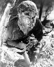 The Wolf Man 1941 Lon Chaney Jr hides in tree 8x10 inch photo