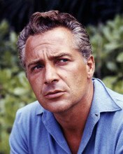 Rossano Brazzi 1950's handsome Italian star in casual blue shirt 8x10 photo