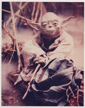 Star Wars Yoda sits in woodland Empire Strikes Back vintage 8x10 inch photo